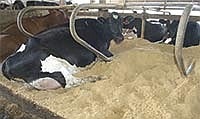 Cows rest in freestalls bedded with sand. Fresh sand is added to the stalls every Thursday, and it is not allowed lower than the curb of the stall. <br /><!-- 1upcrlf -->PHOTO BY KRISTA SHEEHAN