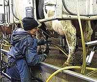 After checking on fresh cows and health issues, Darlene Tauer moved into the parlor to milk, along with Angie. She uses newspaper to wipe the cows’ udders after pre-dipping.<br /><!-- 1upcrlf -->PHOTO BY RUTH KLOSSNER