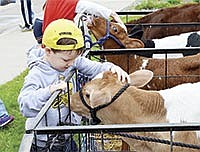 Caleb Ledeboer of Willmar pets a Guernsey calf at the petting zoo during the Willmar Stingers game on June 6. <br /><!-- 1upcrlf -->PHOTO BY MISSY MUSSMAN