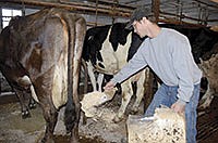Greg Willenbring beds the cows on Nov. 26 in his tiestall barn near Farming, Minn.<br /><!-- 1upcrlf -->PHOTO BY MISSY MUSSMAN