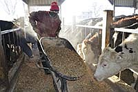 Janice feeds a group of steers during morning chores Jan. 2.<br /><!-- 1upcrlf -->PHOTO BY MISSY MUSSMAN