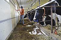 Blake sweeps up feed to the cows before evening milking. Mixing and feeding TMR are Blake’s main chores.<br /><!-- 1upcrlf -->PHOTO BY KRISTA KUZMA