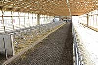 The Nienabers two-row freestall barn has 80 stalls and is bedded with straw. The barn and parlor were finished last October. <br /><!-- 1upcrlf -->PHOTO BY MARK KLAPHAKE