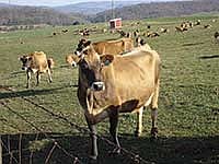 Jerseys have been on the Huffard family’s farm since 1929. It’s now home to 370 milking Jerseys, plus youngstock. <br /><!-- 1upcrlf -->PHOTO SUBMITTED