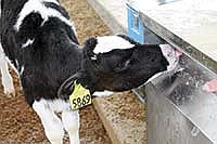 A calf enjoys a mid-day snack at Meyer Family Dairy LLC near Loyal, Wis. The Meyers recently switched over to an automatic feeding system for their calf program, with pasteurized, acidified milk supplied to calves nearly 23 hours a day.  <br /><!-- 1upcrlf -->PHTOO BY KRISTIN OLSON