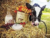 The Fulpers started a dairy product line in October 2012. They make mozzarella, string and ricotta cheeses, heavy cream, curds and yogurt.  <br /><!-- 1upcrlf -->PHTOO SUBMITTED