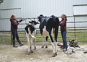 Megan (left) and Kate Meyer tie up their animals on the wash rack in order to start fitting them the morning of the 4-H dairy show at the Winona County Fair in St. Charles, Minn. <br /><!-- 1upcrlf -->PHOTO BY DANIELLE NAUMAN