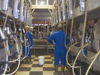 Pat (left) and Tom McNamara (right) milk in the double-10 parallel parlor they installed in 2003. The McNamaras maintain a 21,500 pound rolling herd average with 3.95 fat and a somatic cell count under 120,000. They don’t test for protein because it does not affect the bottling process. (photo by Andy Birch)