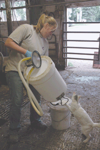 Stacy Salzl poured waste milk into a bucket to later use for feeding the Salzl’s 22 calves. While Stacy said she works full time on the farm, she also works part time as a veterinary technician at the vet clinic in Albany. (photo by Jennifer Burggraff)