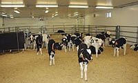 A total of 44 calves are split into two pens in a renovated barn at the research center. Ziegler and Chester-Jones said group housing has both benefits and disadvantages for the calves.  Photo by Krista M. Sheehan
