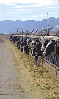 The desert climate of Phoenix, Ariz., lets dairy producers get by with few buildings. Danzeisen Dairy keeps its cows in corrals, where the cattle have a view of mountains in the distance. (photo submitted)