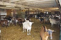 The Christen goat herd consists of Saanen, Alpine, LaMancha, Toggenburg, Nubian and Oberhasli breeds. The main herd is housed in three pens within the Christens’ dairy barn that once housed 70 milk cows. (Photo by Jennifer Burgraff)