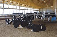 Heifers rest in one of 12 pens in the new facility the Brands built last fall. The building houses about 300 heifers that range in age from two weeks to 8 months. <br /><!-- 1upcrlf -->PHOTO BY KRISTA M. SHEEHAN