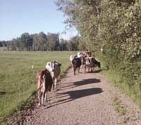 Cows walk down the travel lane to paddocks of permanent pasture. The Lees have 32 acres of permanent pasture for their dairy herd.<br /><!-- 1upcrlf -->PHOTO SUBMITTED