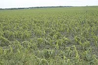 Corn fields were destroyed by a storm the evening of June 14 that produced golf ball sized hail and straightline winds near the Kenyon, Minn., area.<br /><!-- 1upcrlf -->PHOTO BY KRISTA M. SHEEHAN