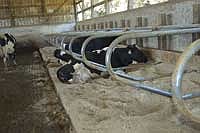 Sand bedding for the milking herd has been one of the key factors in maintaining successful reproductive performance on the Groth farm.<br /><!-- 1upcrlf -->PHOTO BY KRISTA SHEEHAN