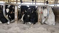 The milking cows at Dellar Dairy are housed in a sandbedded freestall barn. Parlor management, cleanliness and management of the barn and stalls are a few key factors for the Dellars in order to achieve a low somatic cell count.<br /><!-- 1upcrlf -->PHOTO SUBMITTED