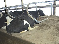 A cow at Hyde Park Holsteins rests on sand bedding in their freestall barn.<br /><!-- 1upcrlf -->PHOTO SUBMITTED