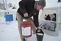 Barry and Cullen’s father, Dale, comes to the farm every morning to feed the calves after stopping at two other locations where the dairy steers and replacement heifers are housed.