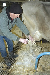 After each cow is milked, the Bratlands sprinkle a cup of lime along with a handful (or more if needed) of shavings under each cow to keep them dry and clean. Along with the bedding, the tiestalls also have pasture mats. <br /><!-- 1upcrlf -->PHOTO BY KRISTA SHEEHAN