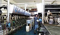 The farm’s 850 cows are milked in a double-12 rapid exit parallel parlor. About 80 percent of the cows are milked three times a day, while the rest are milked twice.<br /><!-- 1upcrlf -->PHOTO BY RUTH KLOSSNER