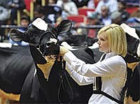 Kristin Olson shows her cow during the 2010 World Dairy Expo. Olson, who is married to Trent Olson, grew up on her family’s dairy farm, Crestbrooke Holsteins and Jerseys, near Fond du Lac, Wis.