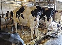 Most of the Petzel cows are housed in tiestalls, with about 20 switched in and out for milking. The herd consists of grade and registered Holsteins, a few Ayrshires and some crossbreds.<br /><!-- 1upcrlf -->PHOTO BY RUTH KLOSSNER