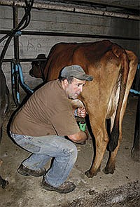Phil was finishing up milking shortly after 8 a.m. on July 31. He usually milks alone in the morning and Lexi and TJ take turns helping him milk in the evenings, with the exception of fair week when the kids get to take a few days off.<br /><!-- 1upcrlf -->PHOTO BY KELLI BOYLEN