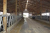 Rakotz built a 112-stall freestall barn in May 2013. At the same time, the existing loafing barn was modified into a 40-stall freestall barn.<br /><!-- 1upcrlf -->PHOTO BY ANDREA BORGERDING