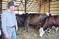 Brian Kimm checks the close up dry cows on his farm on Sept. 16. The Kimms herd consists of two-thirds registered Brown Swiss and one-third crossbreds. <br /><!-- 1upcrlf -->PHOTO BY MISSY MUSSMAN