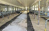 The Olsons milk their cows in a tiestall barn. The stalls have mats with sawdust bedding.<br /><!-- 1upcrlf -->PHOTO BY BOB KLIEBENSTEIN