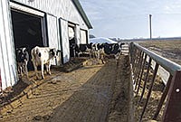 Eberhard added feed bunk space outside the barn in the scrape alley. He said their was never enough room for the cows to eat in the three-row barn. <br /><!-- 1upcrlf -->PHOTO BY ANDREA BORGERDING