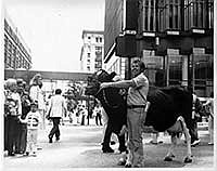 Conrad Kvamme got the idea for Memory’s March for Milk while walking Nicollet Mall in 1977. After the noon-time walk, Memory and her herdmate were taken to Metropolitan Stadium for a milking contest. The reception was so great that Memory’s March for Milk was undertaken the next summer.<br /><!-- 1upcrlf -->PHOTO SUBMITTED