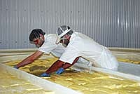 Workers flip the loaves of cheese so all sides are exposed to the salt brine. About 90 percent of the milk the Amish send to K&K Cheese is made into Muenster. <br /><!-- 1upcrlf -->PHOTO BY RON JOHNSON