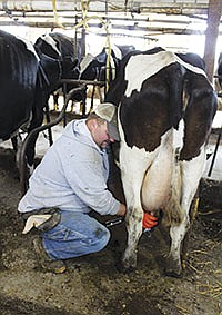 Dan Hendrickson attaches a unit during morning milking. The Hendricksons milk in a 50-stall stanchion barn.<br /><!-- 1upcrlf -->PHOTO BY LABECCA SCHOTT
