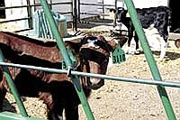 According to a recent study conducted by Dr. Don Sockett, calves are more successful when fed more than twice a day.<br /><!-- 1upcrlf -->FILE PHOTO